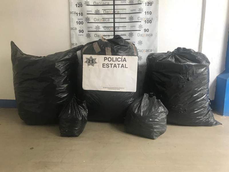 Decomisa Policía Estatal en coordinación con Guardia Nacional y Sedena más de 58 kilogramos de marihuana en San Pedro Mixtepec