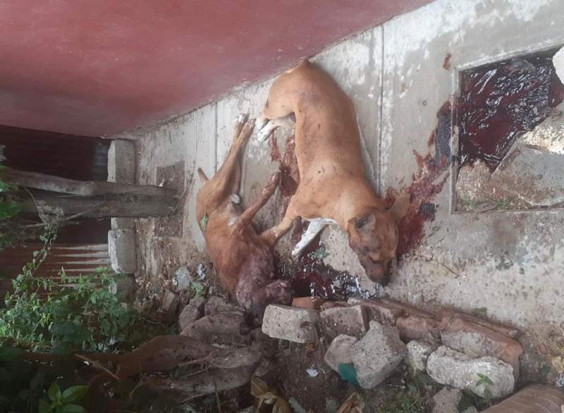 Denuncian que policías de Xoxocotlán matan a balazos a dos mascotas, mientras el presidente municipal sale con sus amiguitos