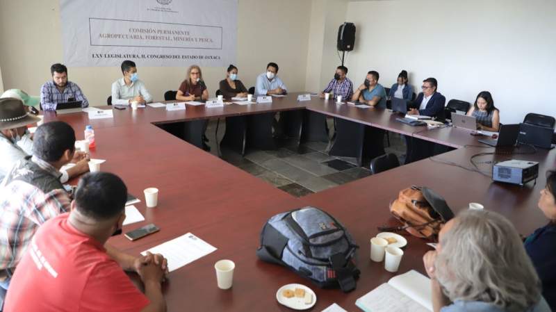 Avanza proceso para construir ley que proteja al maguey en Oaxaca