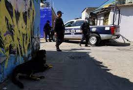 Perros con extremidades en la boca: otra imagen del México que somos. Un perro, frente a elementos de la policía de Oaxaca