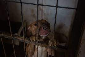 Videos de tortura y perros arrojados a aceite hirviendo: México se enfrenta al monstruo del maltrato animal