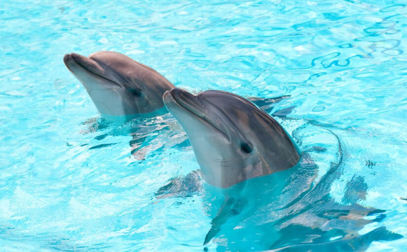 Denuncian la muerte de delfines en Hotel de la Riviera Maya por presunto maltrato